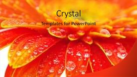  Presentation with dew - PPT theme with dew flower - orange gerbera background and a gold colored foreground