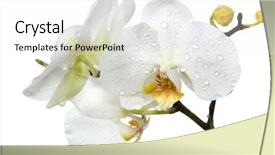  Presentation with water droplet drops on plant - Cool new presentation theme with dew flower - orchid with water drops backdrop and a white colored foreground