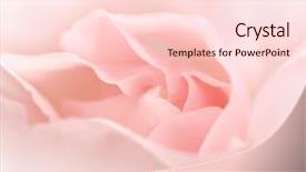  Presentation with rose flower - Cool new slides with dew flower - rose close-up backdrop and a lemonade colored foreground