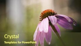  Presentation with echinacea - Presentation theme enhanced with dew flower - wet echinacea purple coneflower background and a tawny brown colored foreground