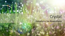  Presentation with green morning - Slides having dew on green grass background and a mint green colored foreground