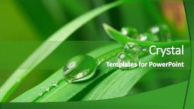 Presentation with water drop green planet - PPT theme featuring dew morning - drops with green grass background and a  colored foreground