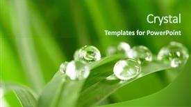  Presentation with green morning - Cool new slide deck with dew morning - water drops on the green backdrop and a forest green colored foreground