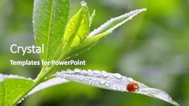  Presentation with ladybug - PPT layouts with dew on a tea tree background and a tawny brown colored foreground