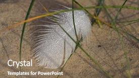  Presentation with dew - Beautiful theme featuring dew on feather backdrop and a coral colored foreground
