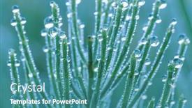  Presentation with dew - Colorful slides enhanced with dew-on-field-horsetail backdrop and a teal colored foreground