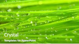  Presentation with spring nature grass - Colorful theme enhanced with dew on spring grass - close backdrop and a shamrock green colored foreground