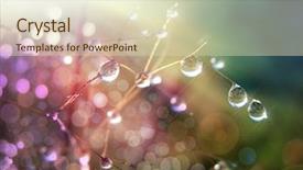  Presentation with dew - Audience pleasing presentation theme consisting of dew on the grass backdrop and a soft green colored foreground