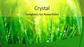  Presentation with soft focus abstract nature - Presentation design consisting of dewdrop - grass fresh green spring grass background and a  colored foreground