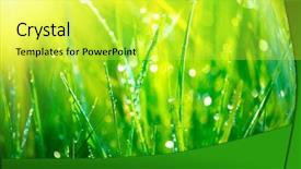  Presentation with soft focus abstract nature - Slides having dewdrop - grass fresh green spring grass background and a yellow colored foreground