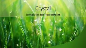  Presentation with soft focus abstract nature - Beautiful theme featuring dewdrop - grass fresh green spring grass backdrop and a yellow colored foreground