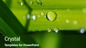  Presentation with dew - Cool new PPT theme with dewdrop - green grass with dew drops backdrop and a forest green colored foreground