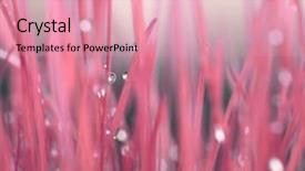  Presentation with water color - Amazing presentation design having dewdrop - leaf with water drops backdrop and a coral colored foreground