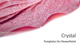  Presentation with water leaf - Slide set featuring dewdrop - leaf with water drops background and a white colored foreground