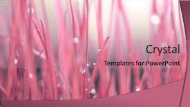  Presentation with water leaf - PPT layouts consisting of dewdrop - leaf with water drops background and a coral colored foreground