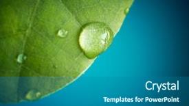 Presentation with green leaf water drops - PPT theme consisting of dewdrop - macro of a green leaf background and a gray colored foreground