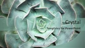  Presentation with nature community - Presentation theme with dewdrop - nature background of succulent echeveria background and a mint green colored foreground