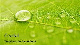  Presentation with water leaf - Slides enhanced with dewdrop - water drop on green leaf background and a gold colored foreground