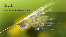  Presentation with abstract water drops - Colorful presentation design enhanced with dewy - abstract macro photo of dandelion backdrop and a yellow colored foreground