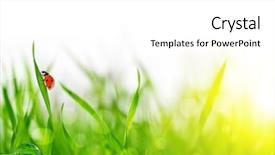  Presentation with green nature - Colorful presentation theme enhanced with dewy - fresh green grass with dew backdrop and a white colored foreground