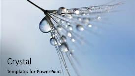  Presentation with water drops - PPT theme consisting of dewy - water drops on a dandelion background and a light blue colored foreground