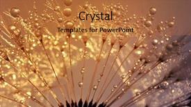  Presentation with sailing into sunrise - PPT theme featuring dewy dandelion at sunrise close background and a  colored foreground