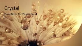  Presentation with dandelion - Presentation with dewy dandelion at sunrise close background and a  colored foreground