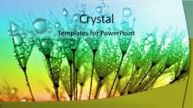  Presentation with dandelion - Slide set with dewy dandelion close up background and a  colored foreground