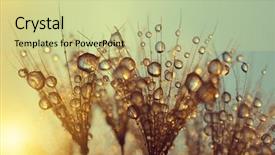  Presentation with flower memorial - Colorful slide set enhanced with dewy dandelion flower at sunrise backdrop and a soft green colored foreground