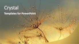  Presentation with dandelion - Cool new slide deck with dewy dandelion flower at sunrise backdrop and a gray colored foreground