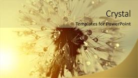  Presentation with dandelion - Presentation featuring dewy dandelion flower at sunrise background and a yellow colored foreground