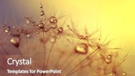  Presentation with flower dome in singapore - Slide deck with dewy dandelion flower at sunrise background and a  colored foreground