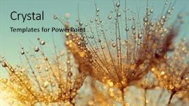  Presentation with dandelion - Beautiful presentation theme featuring dewy dandelion flower at sunrise backdrop and a mint green colored foreground