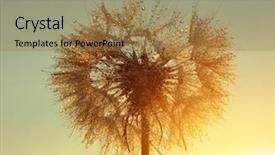  Presentation with hospice flower - Cool new slide deck with dewy dandelion flower at sunrise backdrop and a coral colored foreground