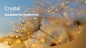  Presentation with chemistry flower - Amazing presentation design having dewy dandelion flower at sunset backdrop and a  colored foreground