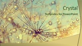  Presentation with dandelion - Slides consisting of dewy dandelion flower at sunset background and a mint green colored foreground