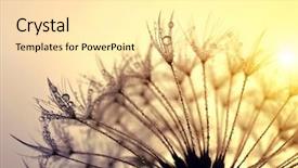  Presentation with hospice flower - PPT layouts with dewy dandelion flower at sunset background and a blonde colored foreground