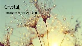  Presentation with dandelion - PPT layouts enhanced with dewy dandelion flower at sunset background and a mint green colored foreground