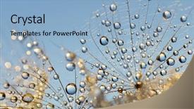  Presentation with dandelion - Colorful theme enhanced with dewy dandelion flower close up backdrop and a light blue colored foreground