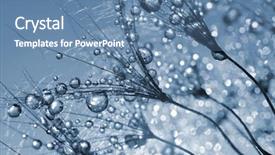  Presentation with brassica flower - Colorful PPT layouts enhanced with dewy dandelion flower close up backdrop and a  colored foreground