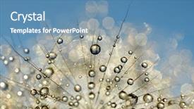  Presentation with dandelion - Colorful PPT layouts enhanced with dewy dandelion flower close up backdrop and a teal colored foreground