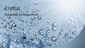  Presentation with dandelion - Beautiful slides featuring dewy dandelion flower close up backdrop and a light blue colored foreground