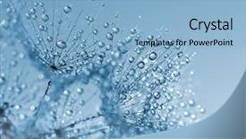  Presentation with dandelion - Cool new presentation design with dewy dandelion flower close up backdrop and a  colored foreground