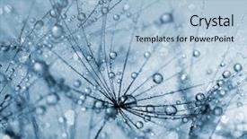  Presentation with dandelion - Slides with dewy dandelion flower close up background and a light blue colored foreground