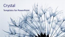  Presentation with flower dome in singapore - Amazing PPT layouts having dewy dandelion flower close up backdrop and a  colored foreground