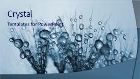  Presentation with dragonfly and flower - Presentation consisting of dewy dandelion flower close up background and a  colored foreground