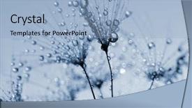  Presentation with dirt flower - PPT theme enhanced with dewy dandelion flower close up background and a  colored foreground