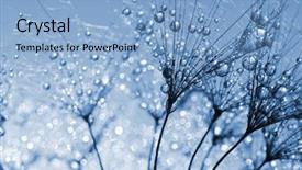  Presentation with flower and perfume - Cool new theme with dewy dandelion flower close up backdrop and a  colored foreground