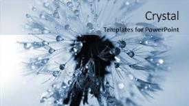  Presentation with flower and perfume - Colorful PPT theme enhanced with dewy dandelion flower close up backdrop and a light blue colored foreground