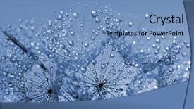  Presentation with flower pedals - Cool new presentation theme with dewy dandelion flower close up backdrop and a  colored foreground